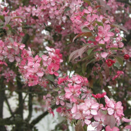 Manzano Coccinella 'Courtarou'